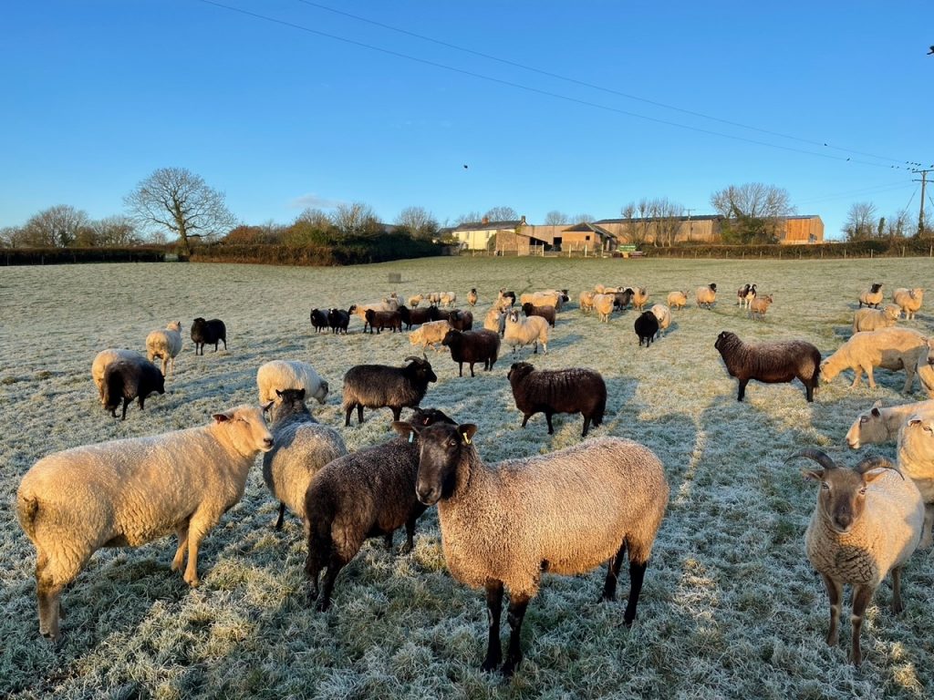Rolling Devon hills flock of sheep in winter